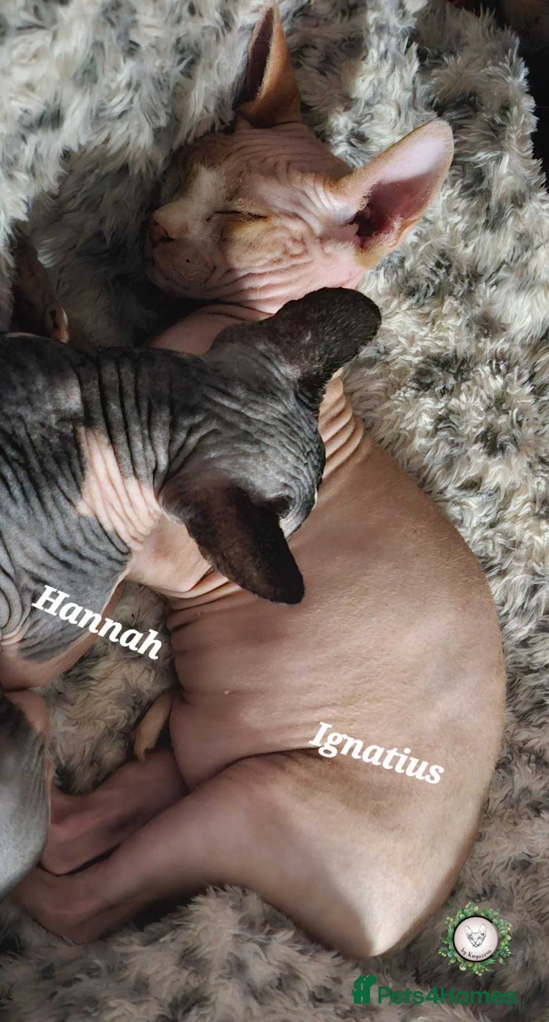 Sphynx cats for sale: Adorable Canadian Sphynx Champion father line.  - Advert 2