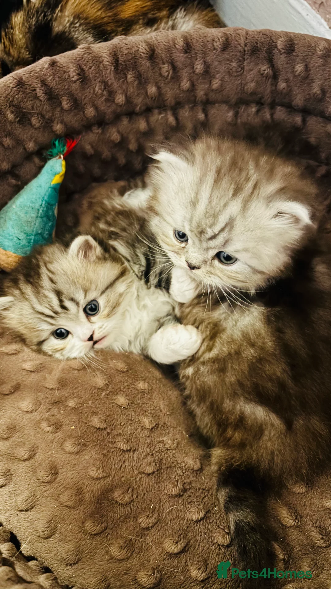 Persian cats for sale: Persian Father and Scottish straight mother  - Advert 3