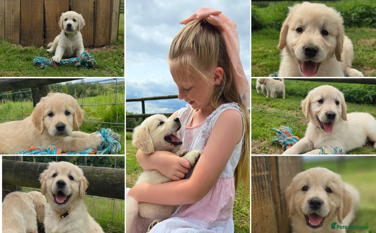Golden Retriever dogs in Barnstaple - Advert 5