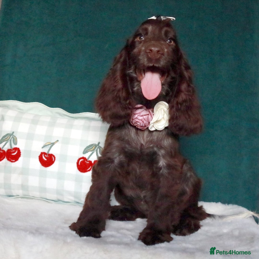 Cocker Spaniel dogs for sale: Gorgeous show cocker spaniel puppies for sale  - Image 4