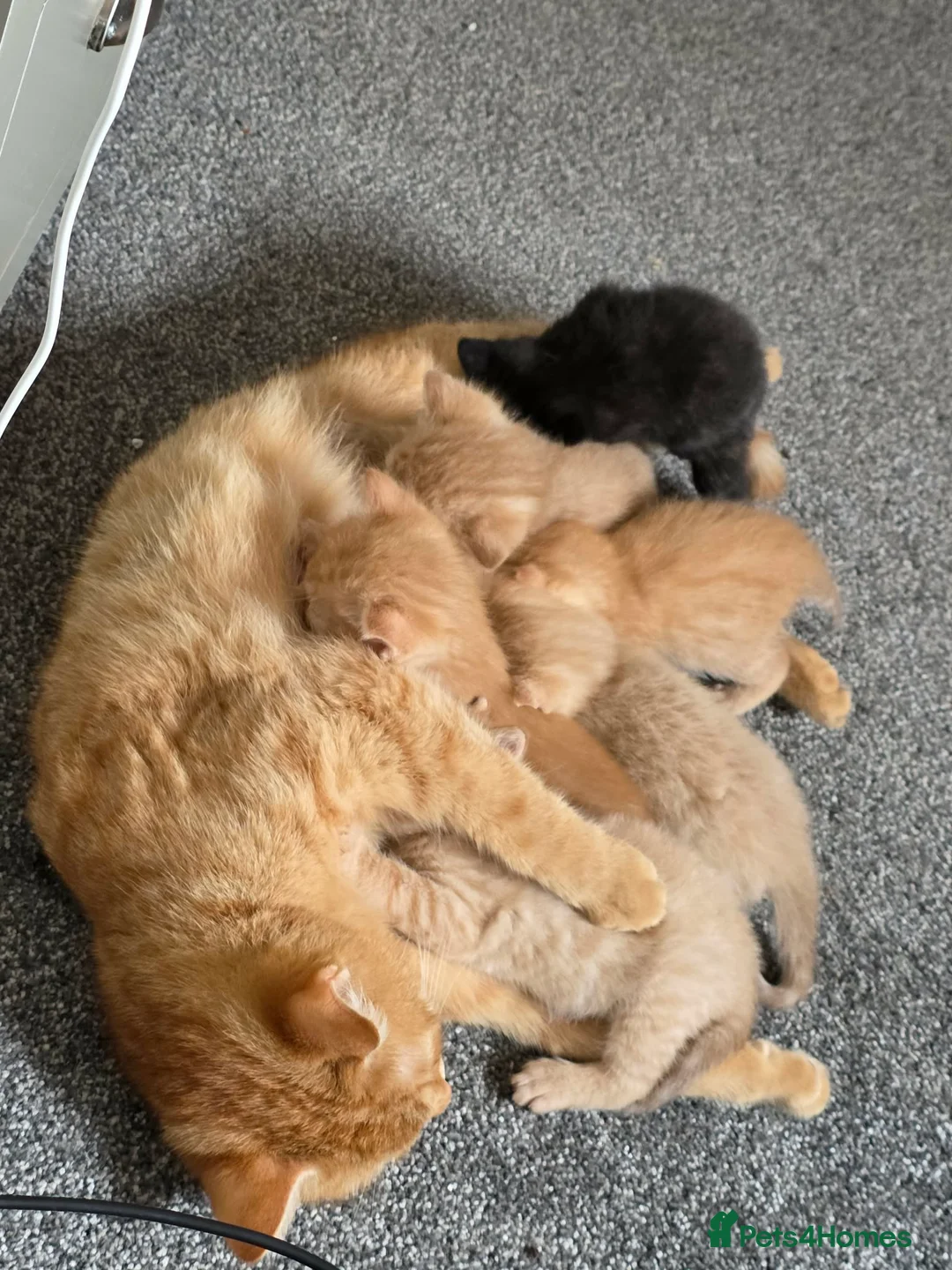 Mixed Breed cats for sale: Ginger kittens  - Advert 8