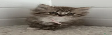 RagaMuffin 1