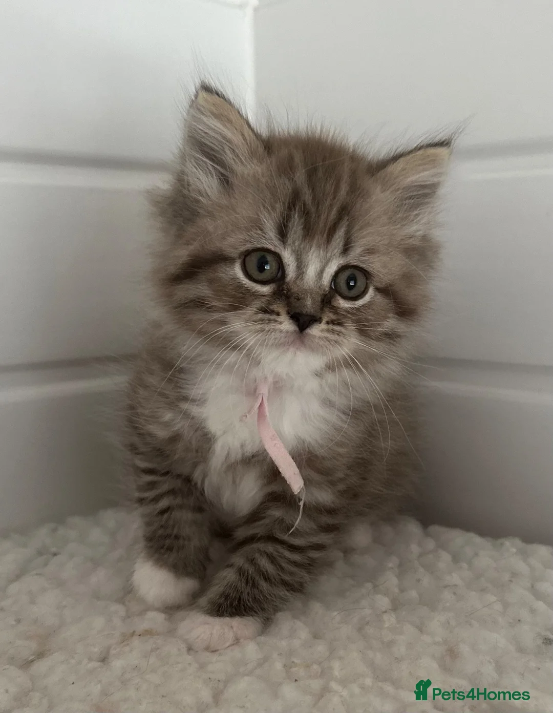 RagaMuffin cats for sale: Beautiful Authentic RagaMuffins  - Advert 2
