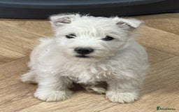 West Highland Terrier dogs for sale: Stunning West Highland White Terrier Babies - Image 16