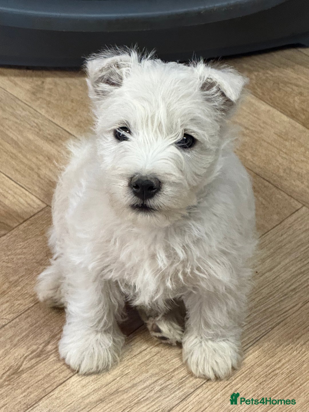 West Highland Terrier dogs for sale: Stunning West Highland White Terrier Babies - Image 16