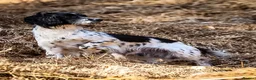 English Springer Spaniel dogs for stud: Exciting English Springer Spaniel for Stud - Advert 8