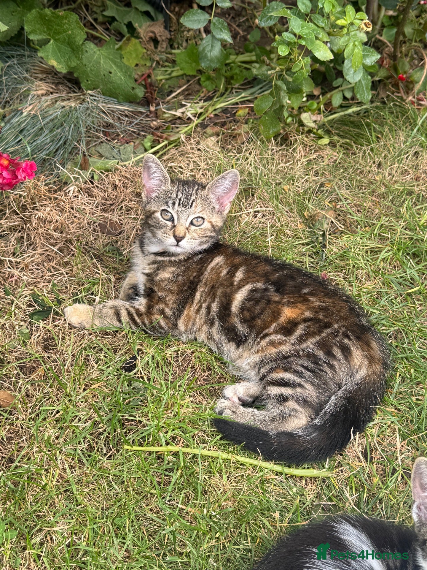 Mixed Breed cats Gorgeous tabby kittens  - Advert 2