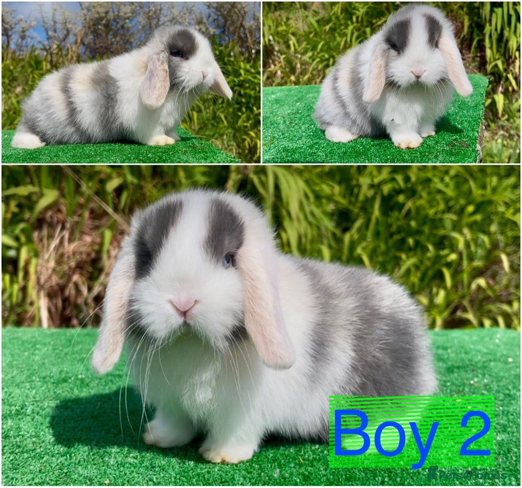 Mini Lop rabbits Baby mini lops ready now - Advert 6