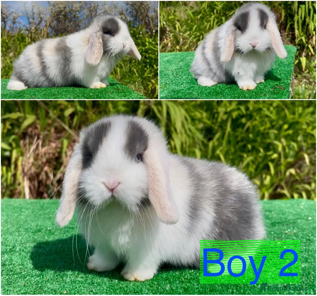 Mini Lop rabbits for sale: Baby mini lops ready now - Advert 1