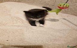 Norwegian Forest Cat cats for sale: Norwegian Forest kittens for sale - Image 6