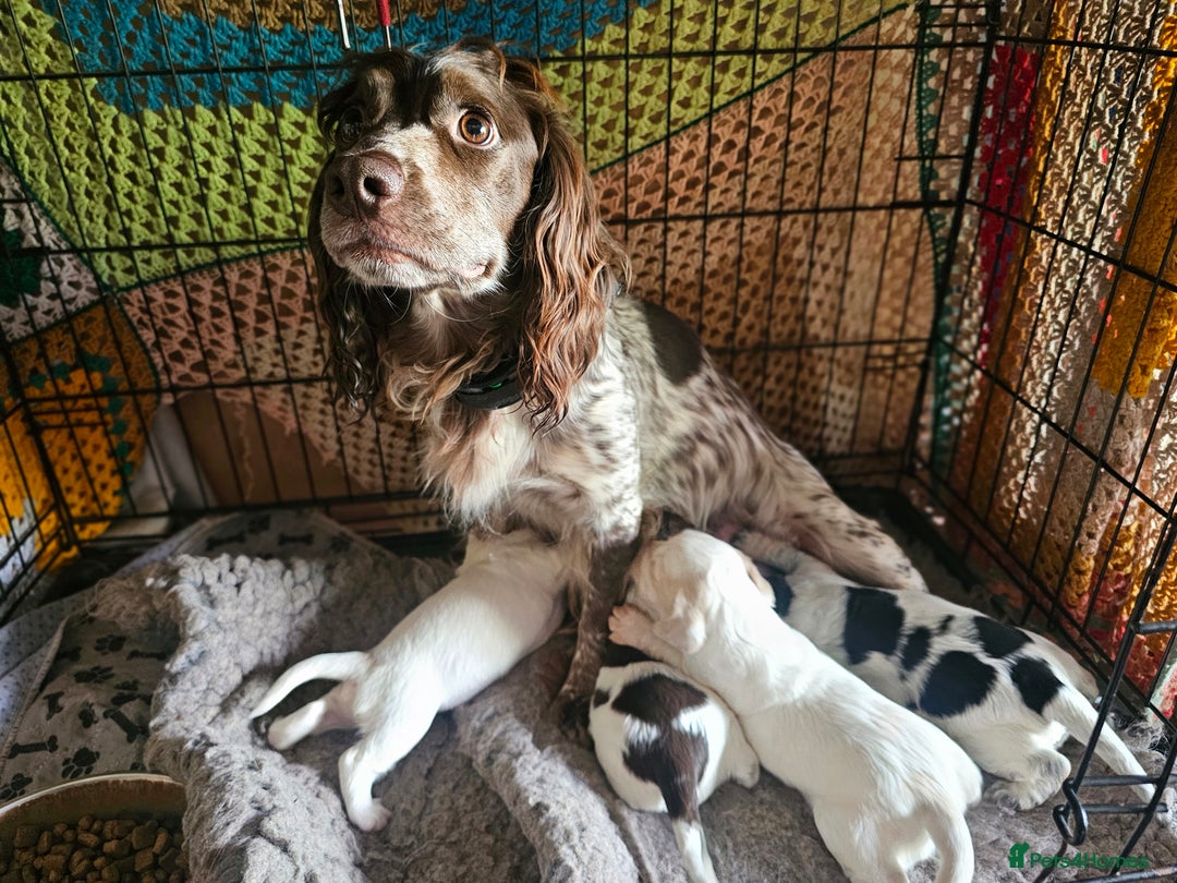 Sprocker dogs for sale: 2 sprocker bitches left - Image 3