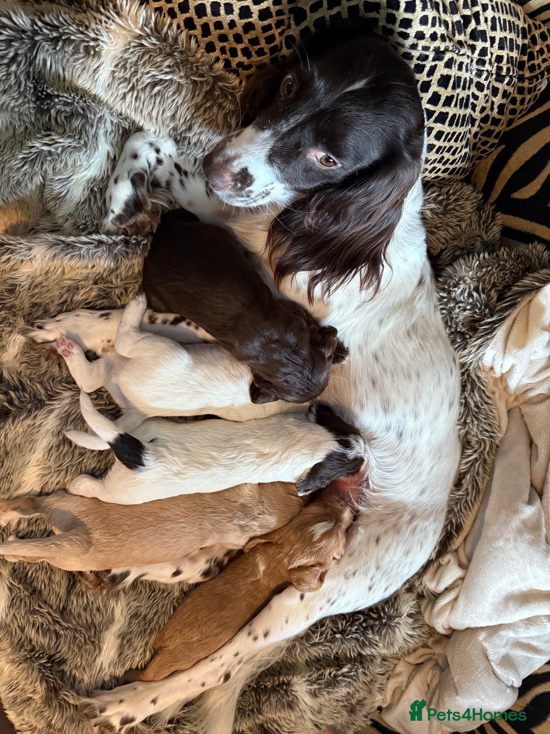 Cocker Spaniel dogs for sale: 4 beautiful cocker spaniels  - Image 11