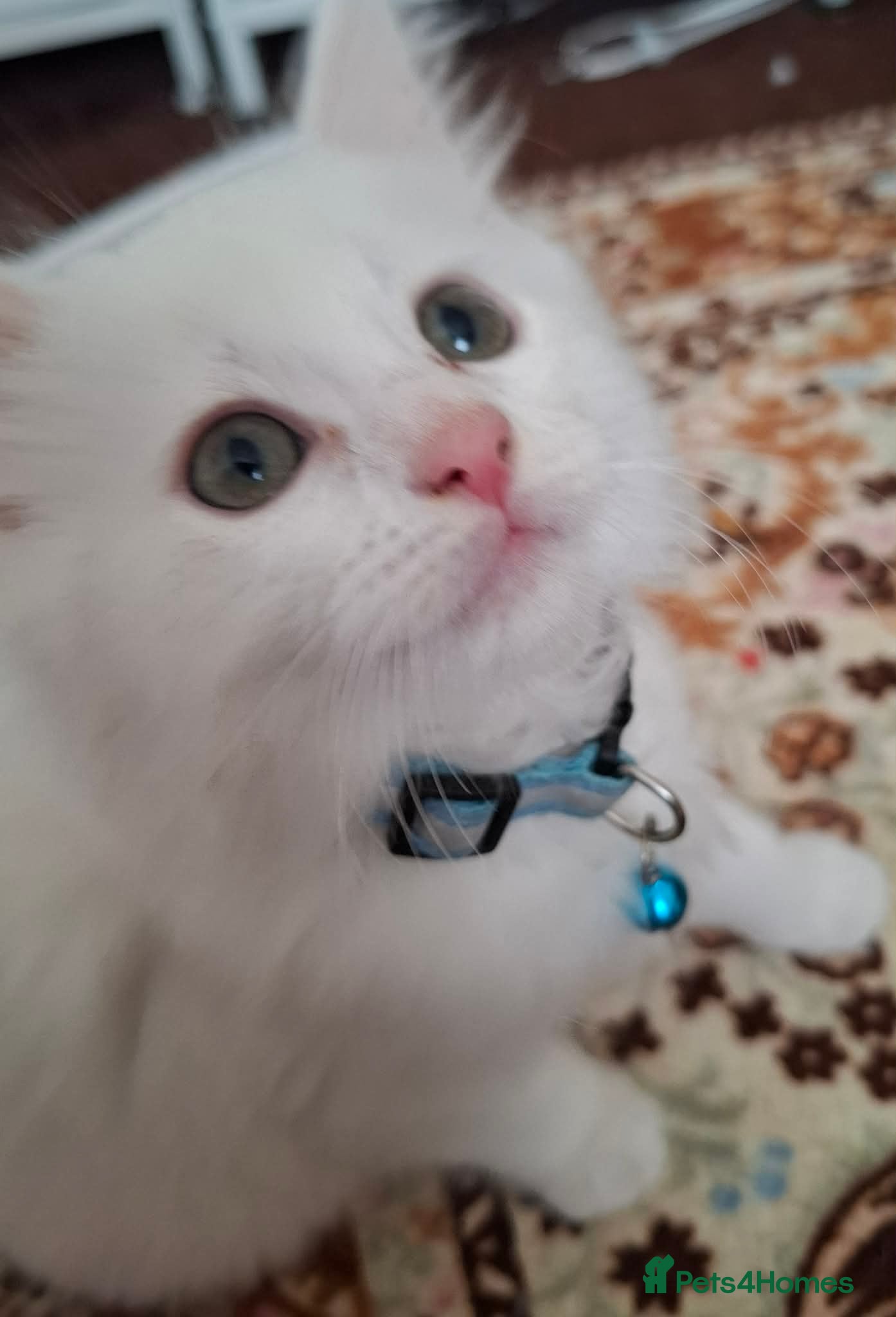 Mixed Breed cats for sale: 3 White Boy Kittens For Sale - Advert 21