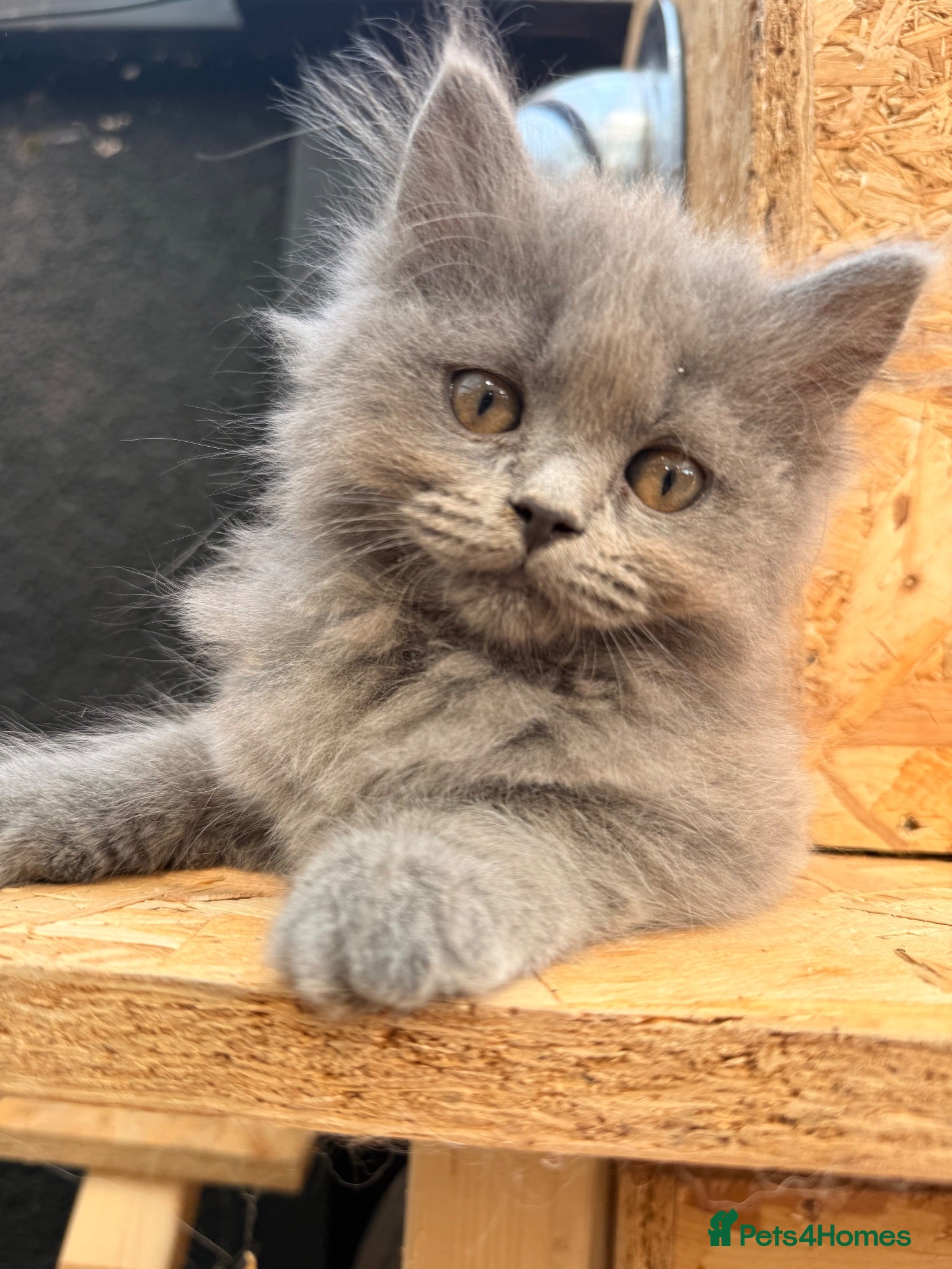 British Longhair cats Rainbow litter of show quality kittens  - Advert 1