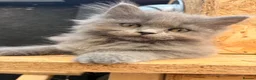 British Longhair cats for sale: Rainbow litter of show quality kittens  - Advert 13
