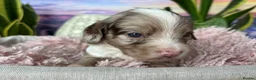 Sproodle dogs for sale: ✨RARE TRICOLOUR TUXEDO MERLE SPROODLES🐾❤️✨ TESTED - Advert 9