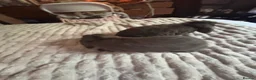 Mini Lop rabbits for sale: 2 buck rabbits  - Advert 1