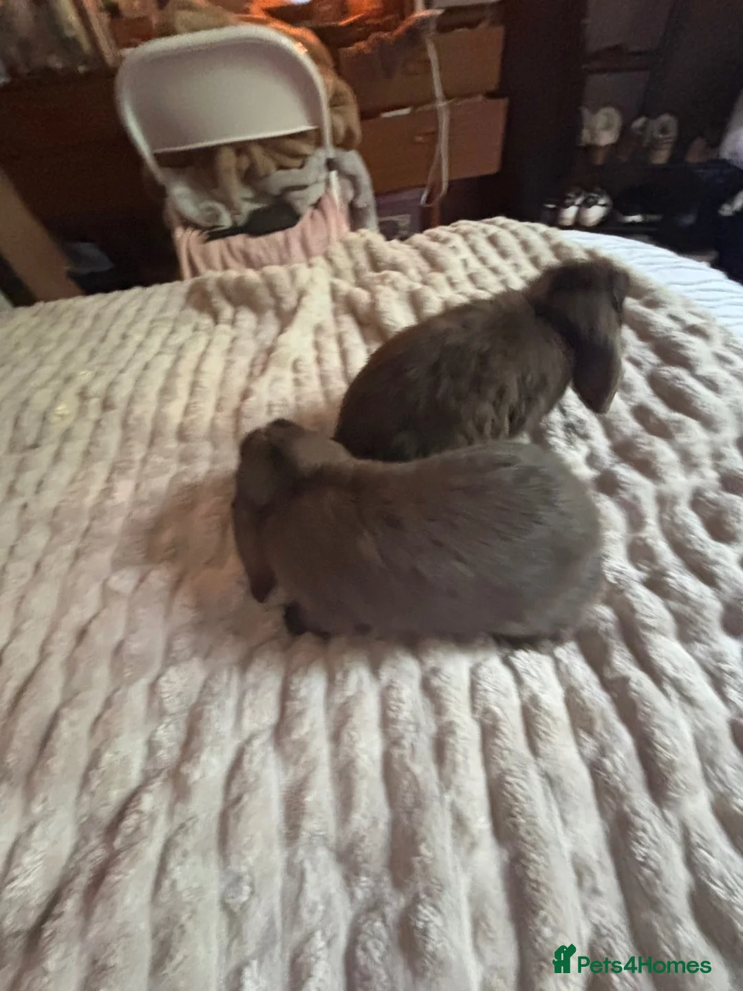 Mini Lop rabbits for sale: 2 buck rabbits  - Advert 1