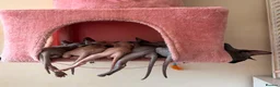 Sphynx cats for sale: New Sphynx Litter Available Now! - Advert 1