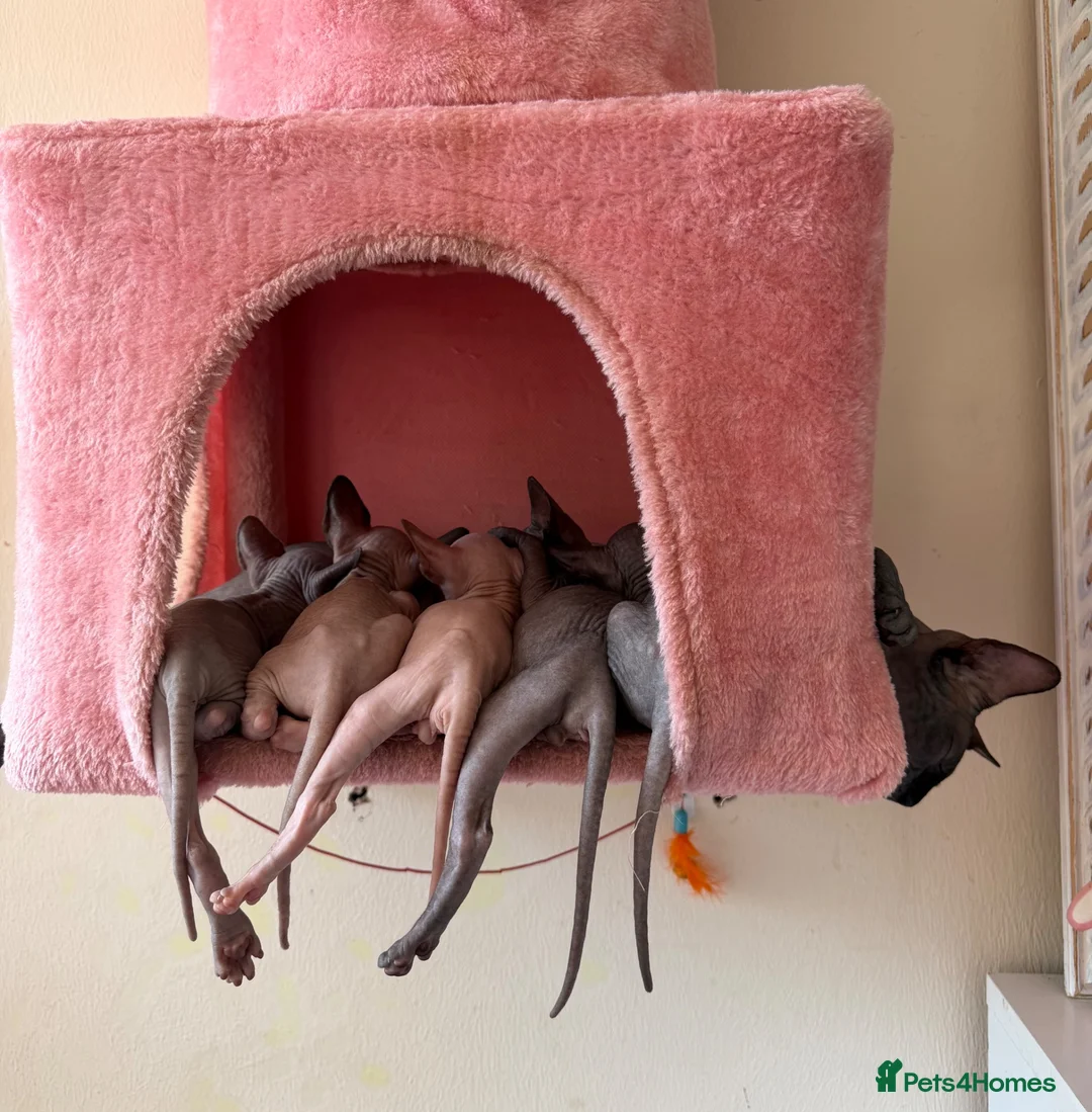Sphynx cats for sale: New Sphynx Litter Available Now! - Advert 1