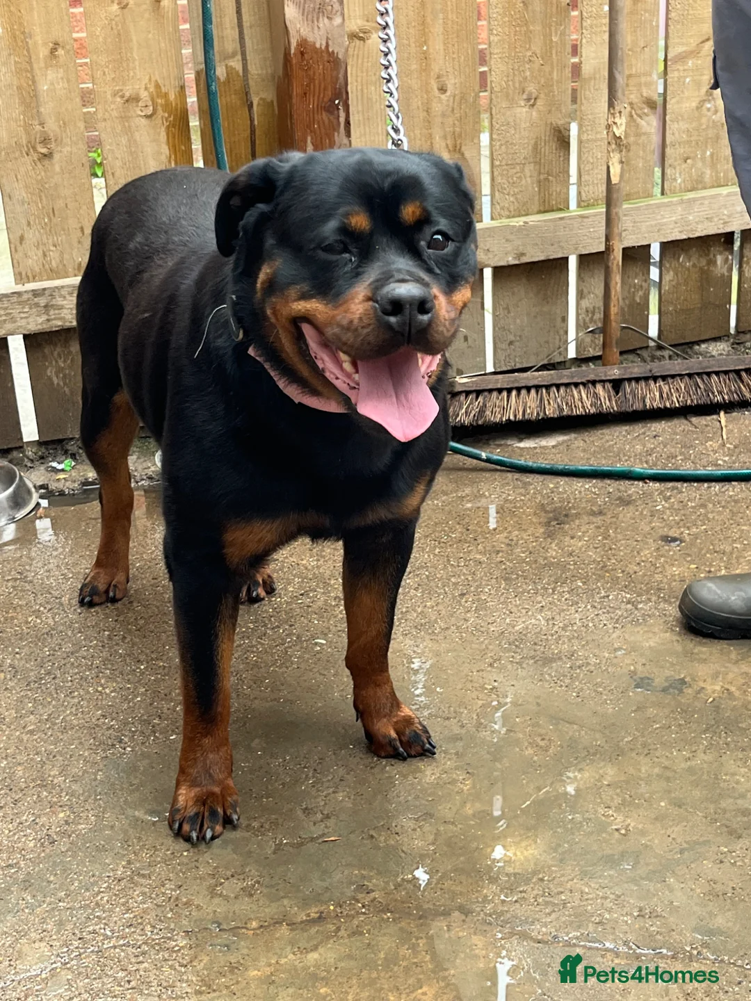 Rottweiler dogs for sale: 3 year old female Rottwieler  in Peterlee - Advert 1