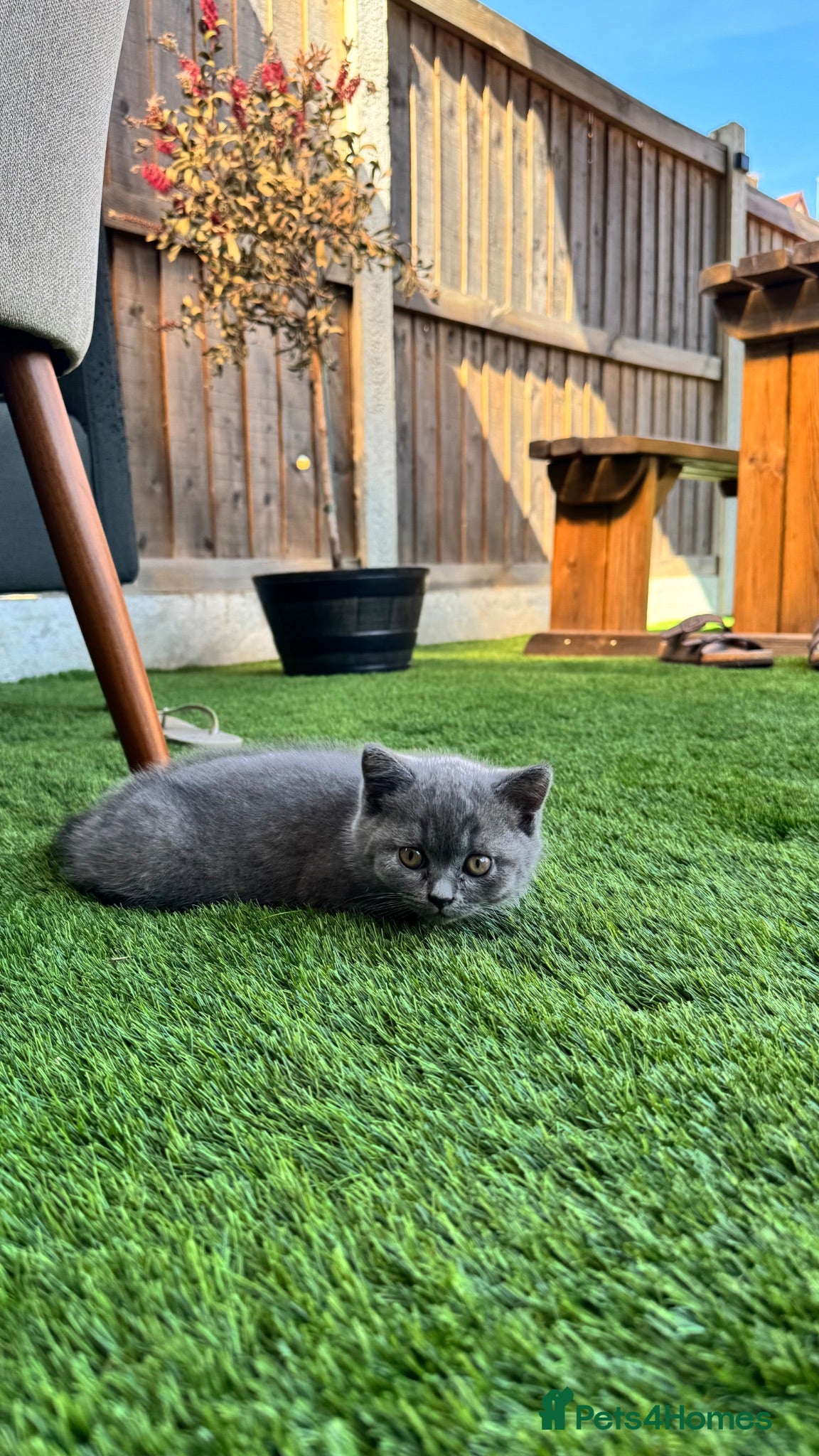 British Shorthair cats Beautiful British Shorthair kitten  - Advert 10