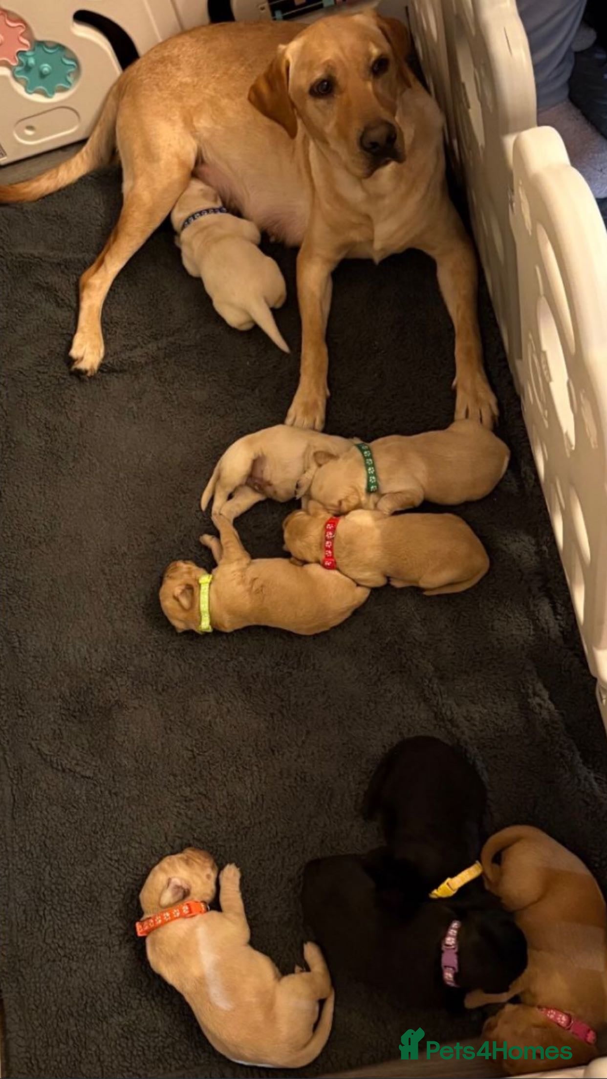 Labrador Retriever dogs Lovely Labrador Retrievers - Advert 4