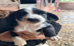 Mixed Breed dogs for sale: Beautiful litter of puppies. Mixed breeds❤️ - Image 9