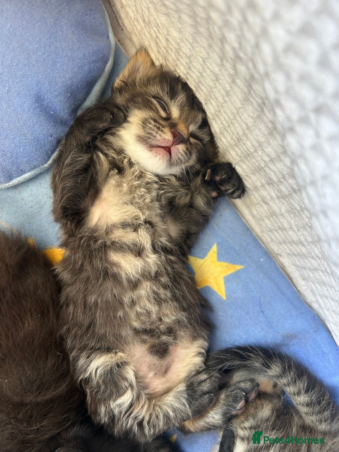 Maine Coon cats for sale: MAINECOON kittens large fluffy  - Image 4