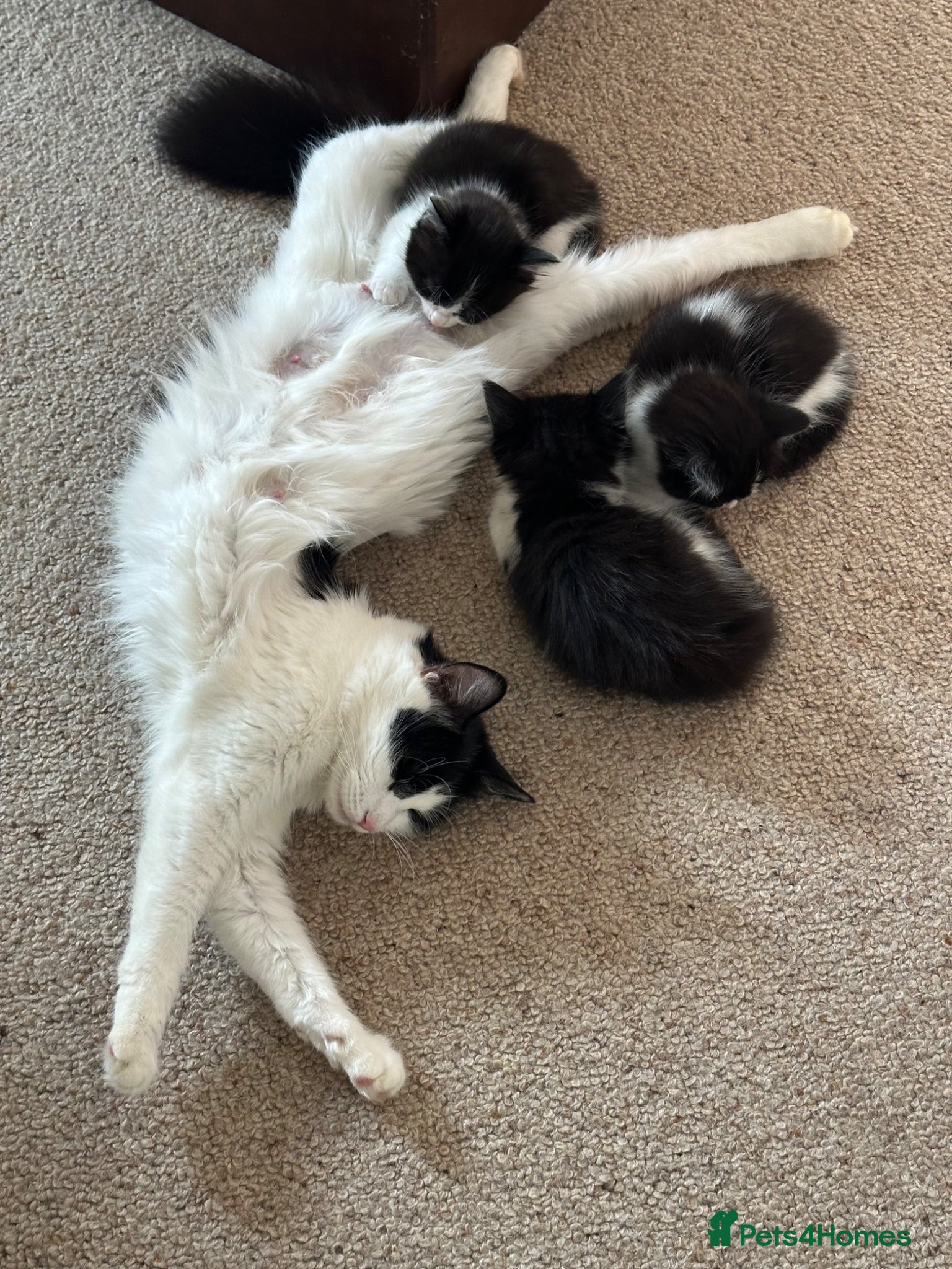 Mixed Breed cats Adorable Fluffy Kittens Looking for Their New Home - Advert 1