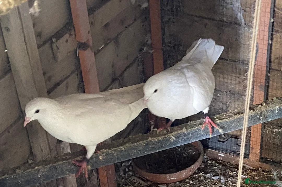 Pigeons birds for sale: Pure White Pigeons - Advert 2