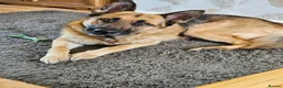 German Shepherd dogs for sale: Male German shepherd 2 years 4 months  in Oswestry - Advert 3