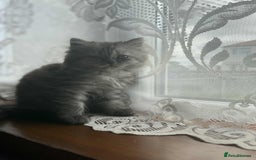 Persian cats for sale: Adorable 9Week Old Kitten Ready for a Loving Home  - Image 2