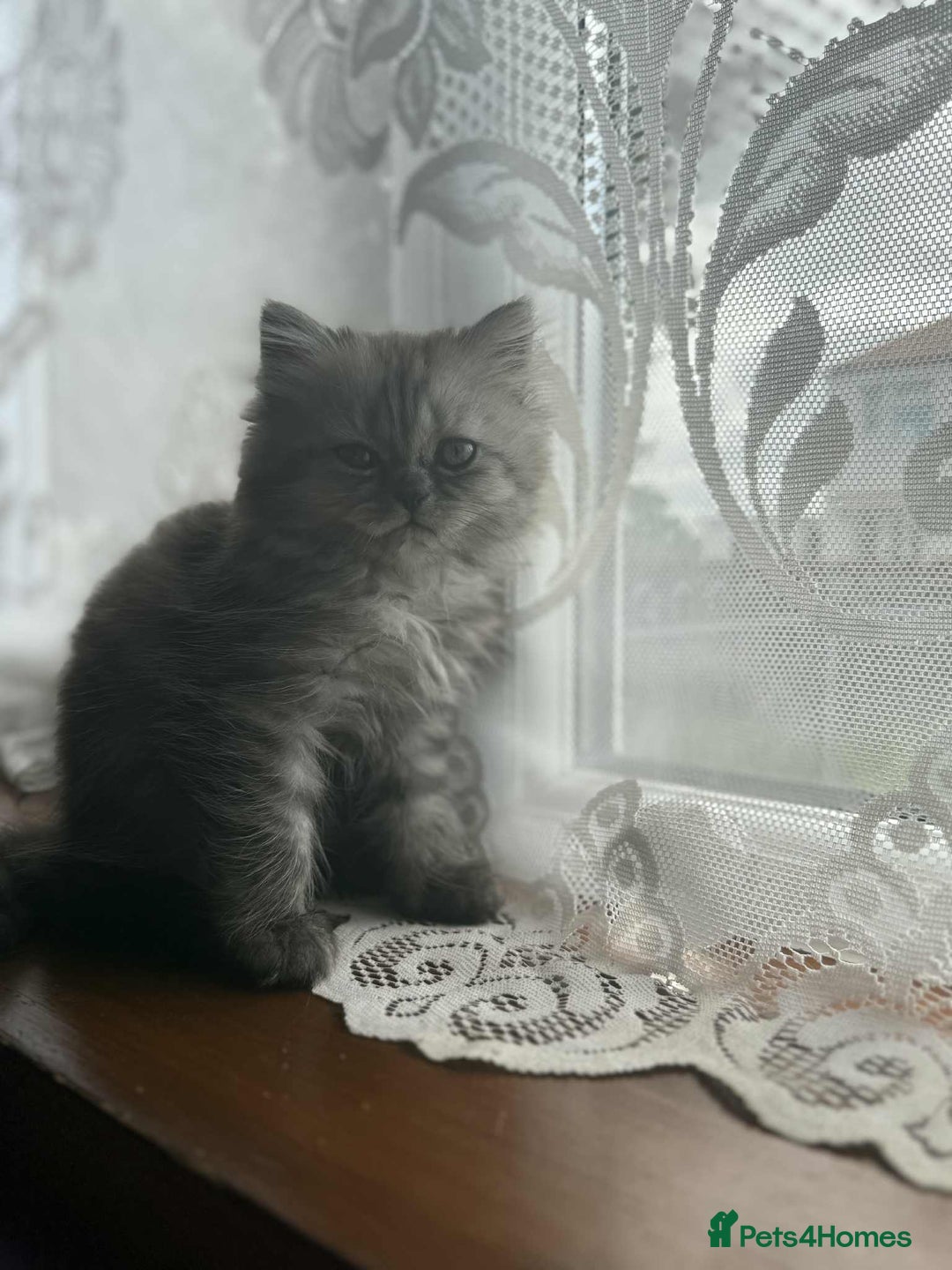 Persian cats for sale: Adorable 9Week Old Kitten Ready for a Loving Home  - Image 2