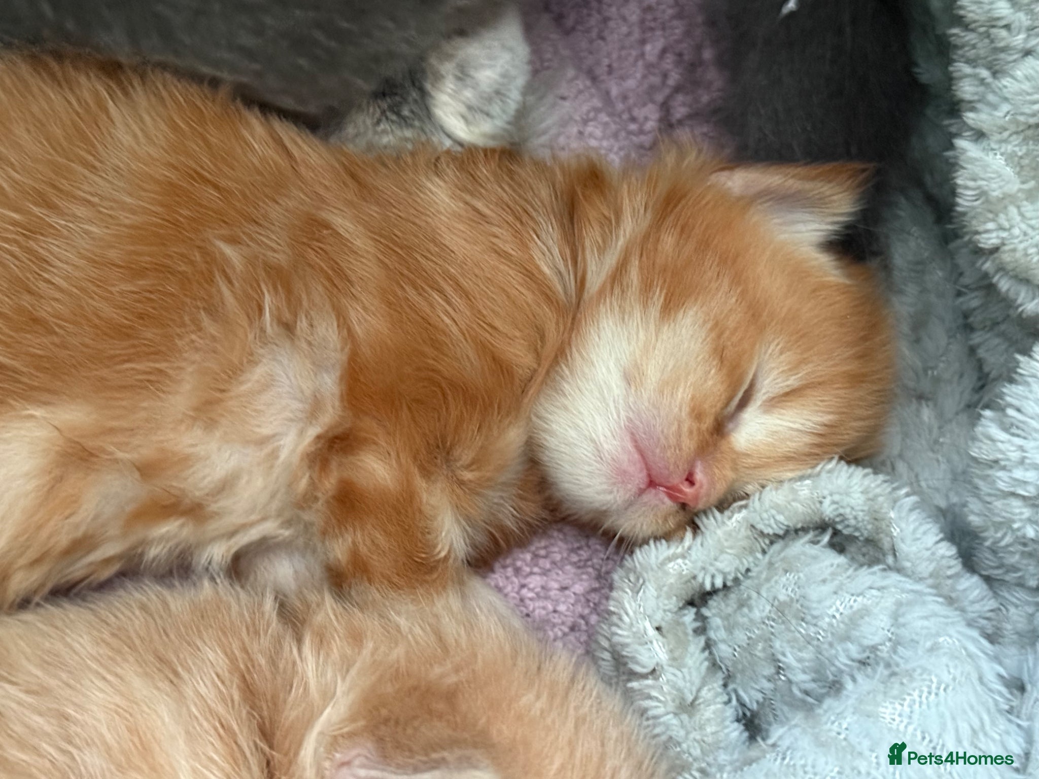 Maine Coon cats Stunning XL Maine Coon Kittens - Advert 1