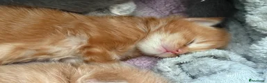 Maine Coon Kitten 1