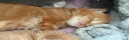 Maine Coon cats for sale: Stunning XL Maine Coon Kittens in Accrington - Advert 1
