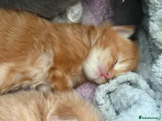 Maine Coon cats Stunning XL Maine Coon Kittens - Advert 2