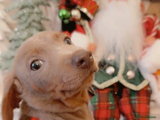 Dachshund dogs Dachshund boy - Advert 10