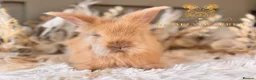 Angora rabbits for sale: Fully Vaccinated Angora Litter - Advert 14