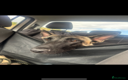 Belgian Shepherd Dog dogs for sale: Two malis looking for a new home! - Image 4