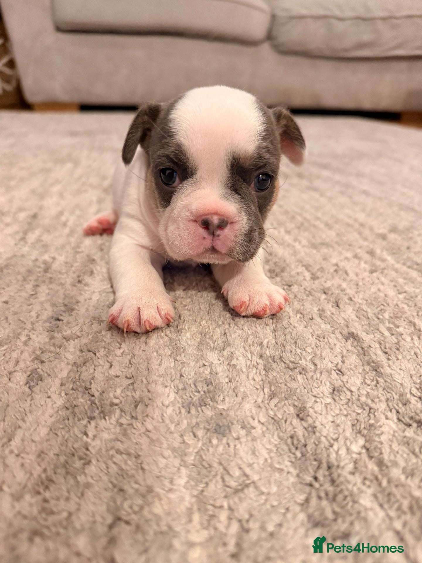 French Bulldog dogs 🌟Exceptional KC Reg French Bulldog Puppies🌟 - Advert 1