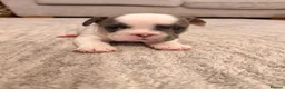 French Bulldog dogs for sale: 🌟Exceptional KC Reg French Bulldog Puppies🌟 - Advert 1