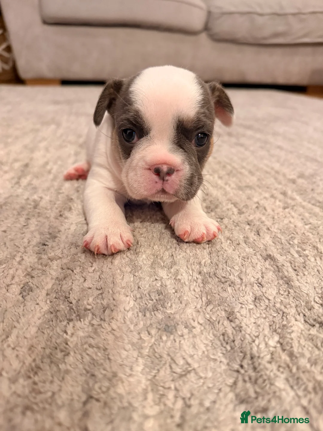 French Bulldog dogs for sale: 🌟Exceptional KC Reg French Bulldog Puppies🌟 - Advert 1