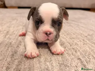 French Bulldog dogs 🌟Exceptional KC Reg French Bulldog Puppies🌟 - Advert 1