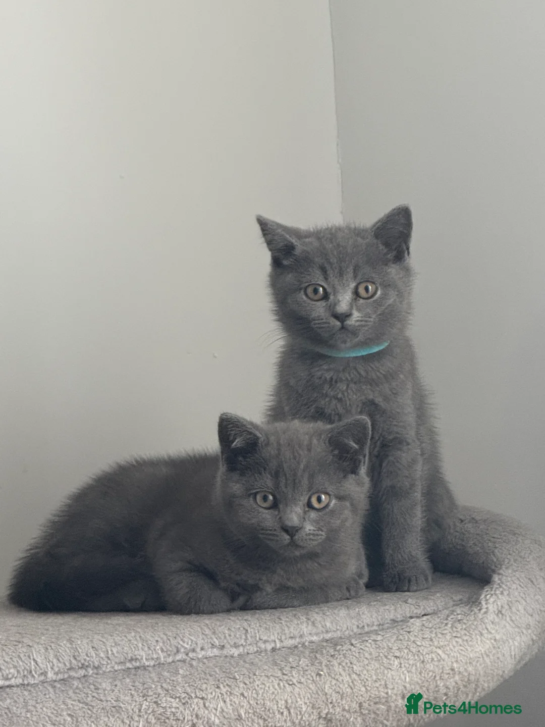 British Shorthair cats for sale: British shorthair kittens available”Ready now” - Advert 9