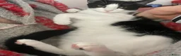 Domestic Shorthair cats for sale: Pair of Tuxedos (2 years old) - Advert 19