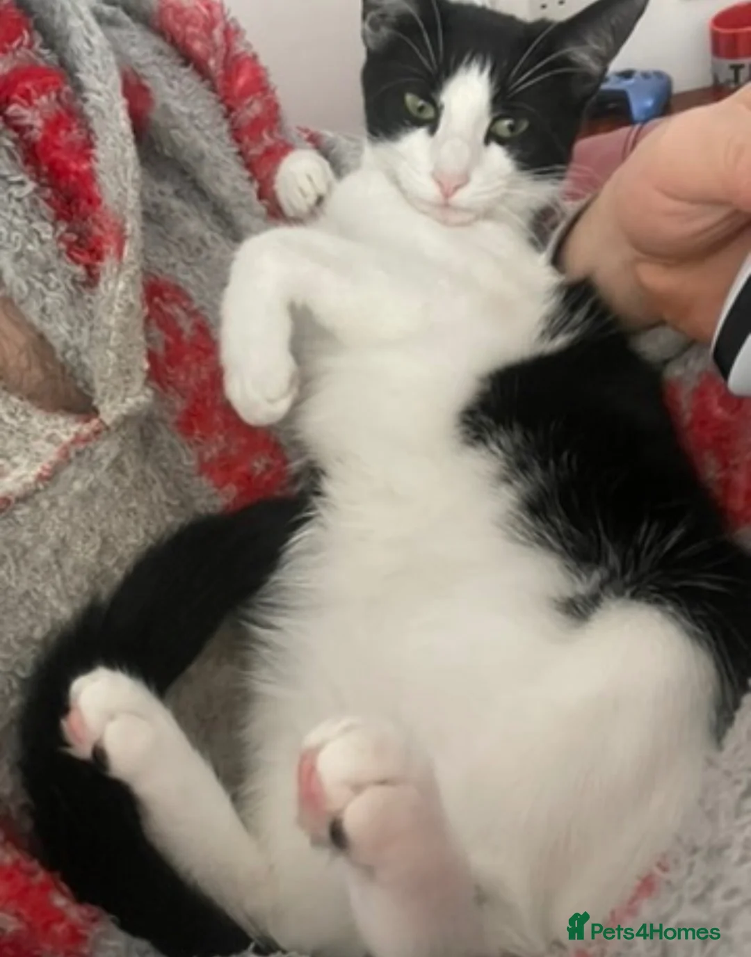 Domestic Shorthair cats for sale: Pair of Tuxedos (2 years old) - Advert 19