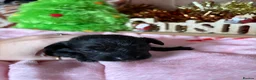 Cavapoo dogs for sale: Cavapoo puppies for sale  - Advert 6