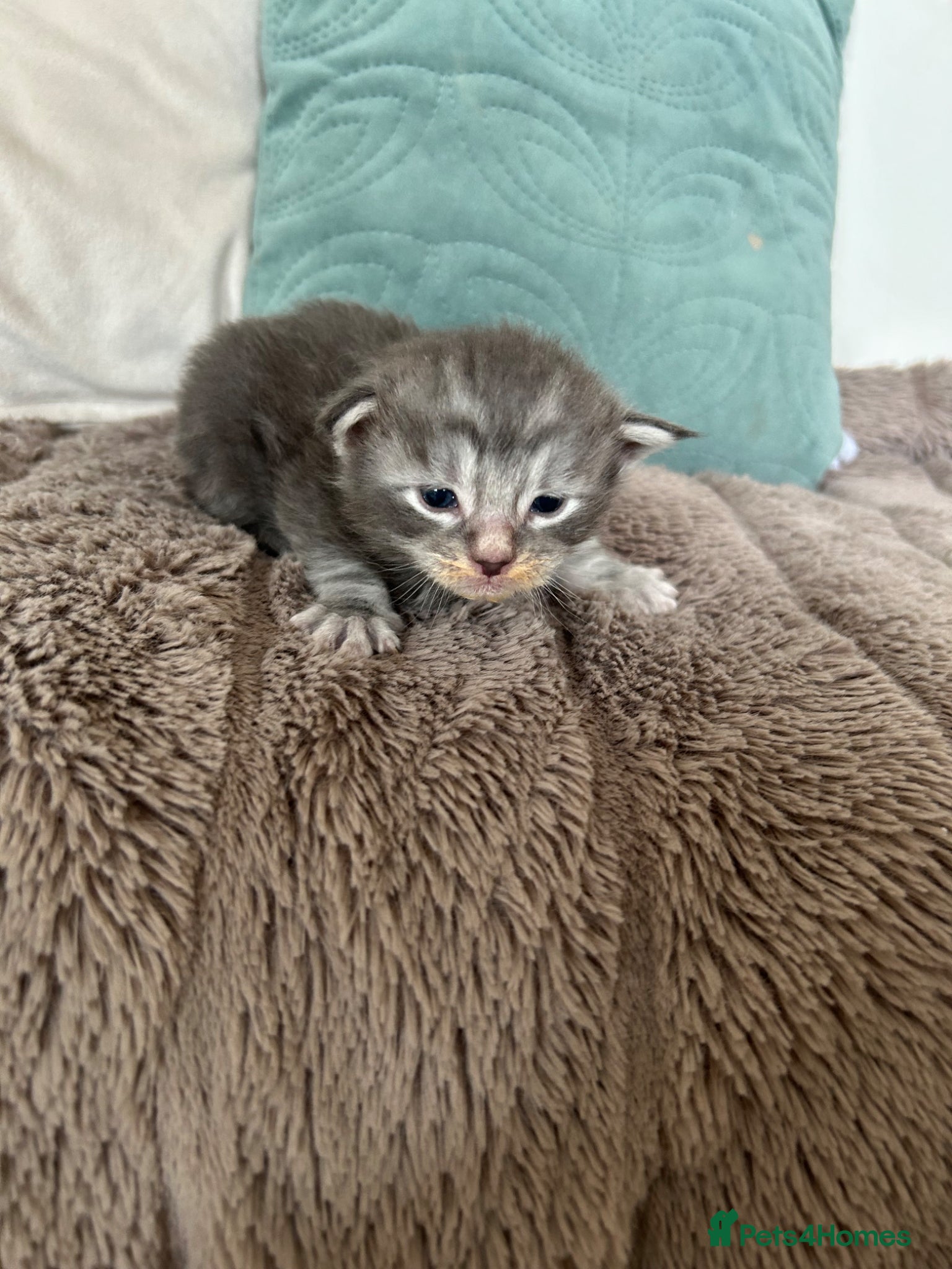 Maine Coon cats TICA registered Maine coones (smokes) - Advert 8